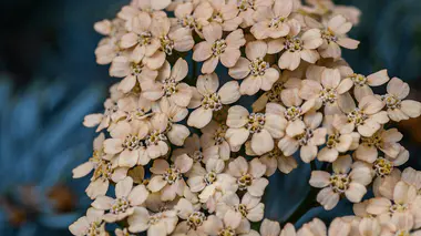 Achillée millefeuille (Achillea millefolium) en fleur, ombelles plates jaune vif, vivace mellifère ultra rustique