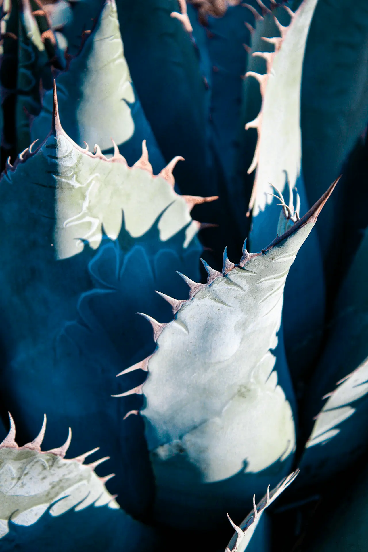 Agave americana adulte, rosette de feuilles épineuses bleu-vert