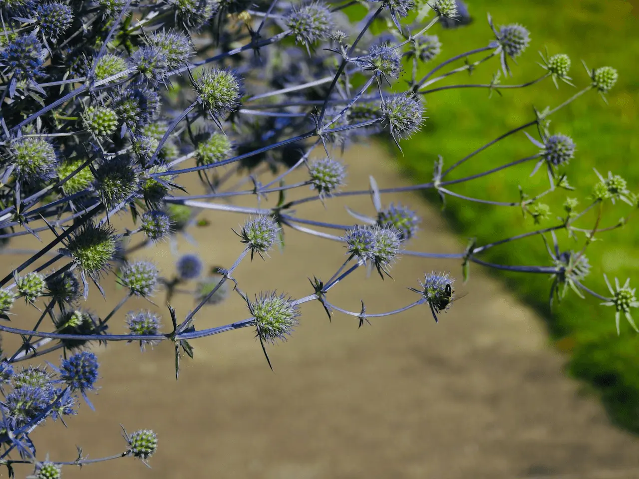 Eryngium en fleur avec abeille, capitule bleu métallique entouré de bractées épineuses
