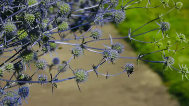 Eryngium planum (chardon bleu) en fleur avec abeille butinant, capitules bleu métallique et bractées épineuses, vivace mellifère