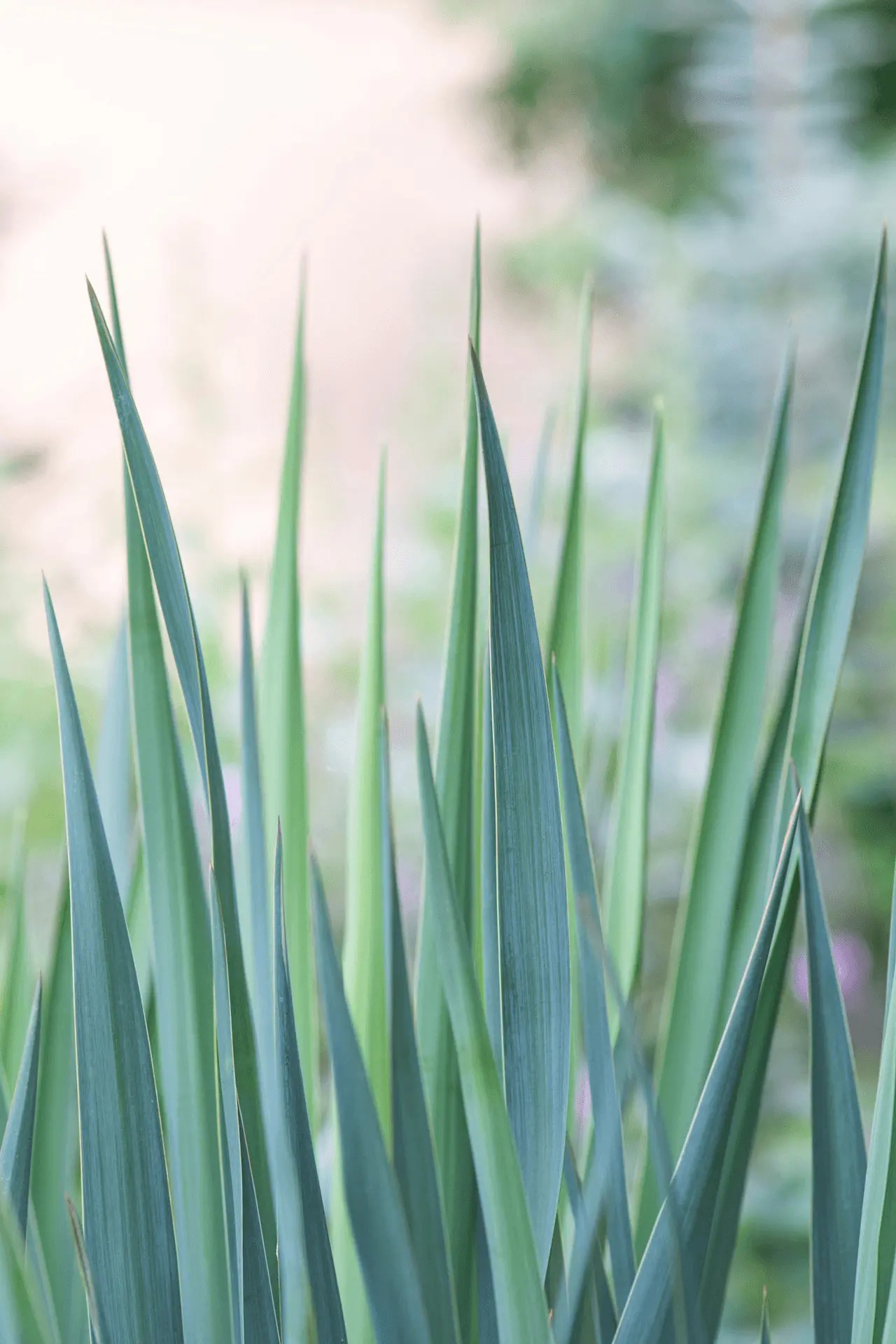 Yucca filamentosa au jardin, feuilles dressées vert-bleu en éventail rigide