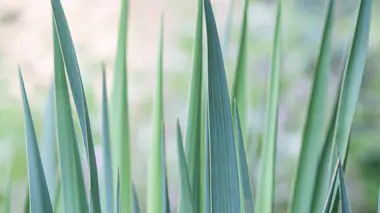 Yucca filamentosa au jardin, feuilles dressées vert-bleu en éventail rigide, plante architecturale rustique