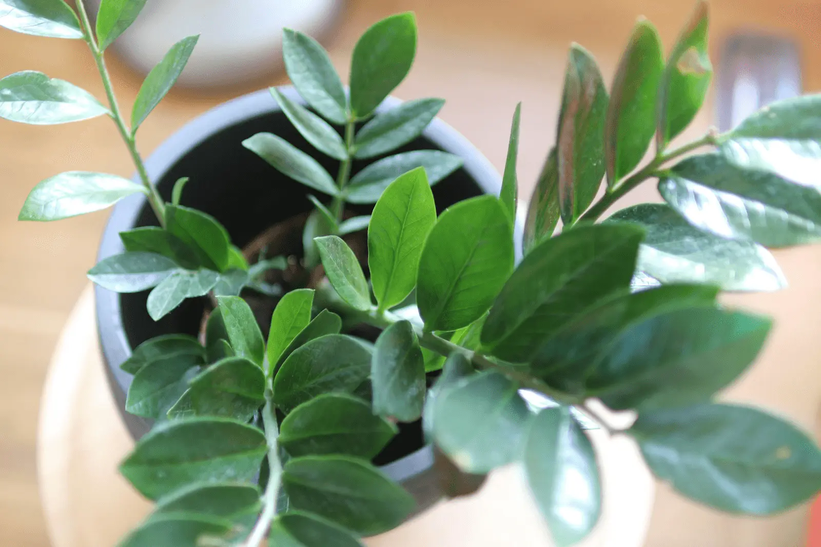 Zamioculcas zamiifolia en pot vu du dessus, tiges arquées et folioles ovales