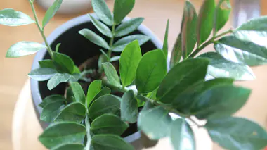 Vue de dessus d'un Zamioculcas zamiifolia en pot, montrant les tiges arquées et les folioles ovales brillantes caractéristiques
