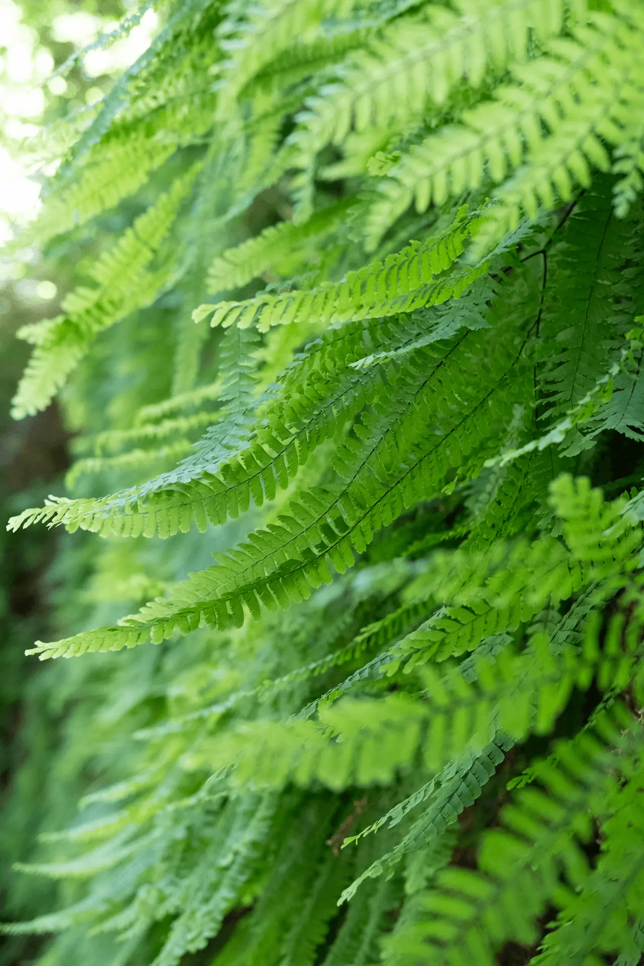 Fronde de fougère au feuillage finement découpé, en sous-bois ombragé et frais
