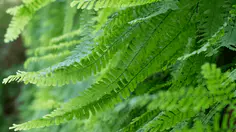 Fougère ornementale au feuillage finement découpé, sous-bois ombragé et frais, idéale pour coin humide