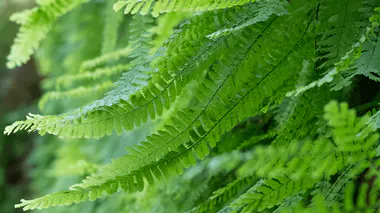 Fougère ornementale au feuillage finement découpé, sous-bois ombragé et frais, idéale pour coin humide
