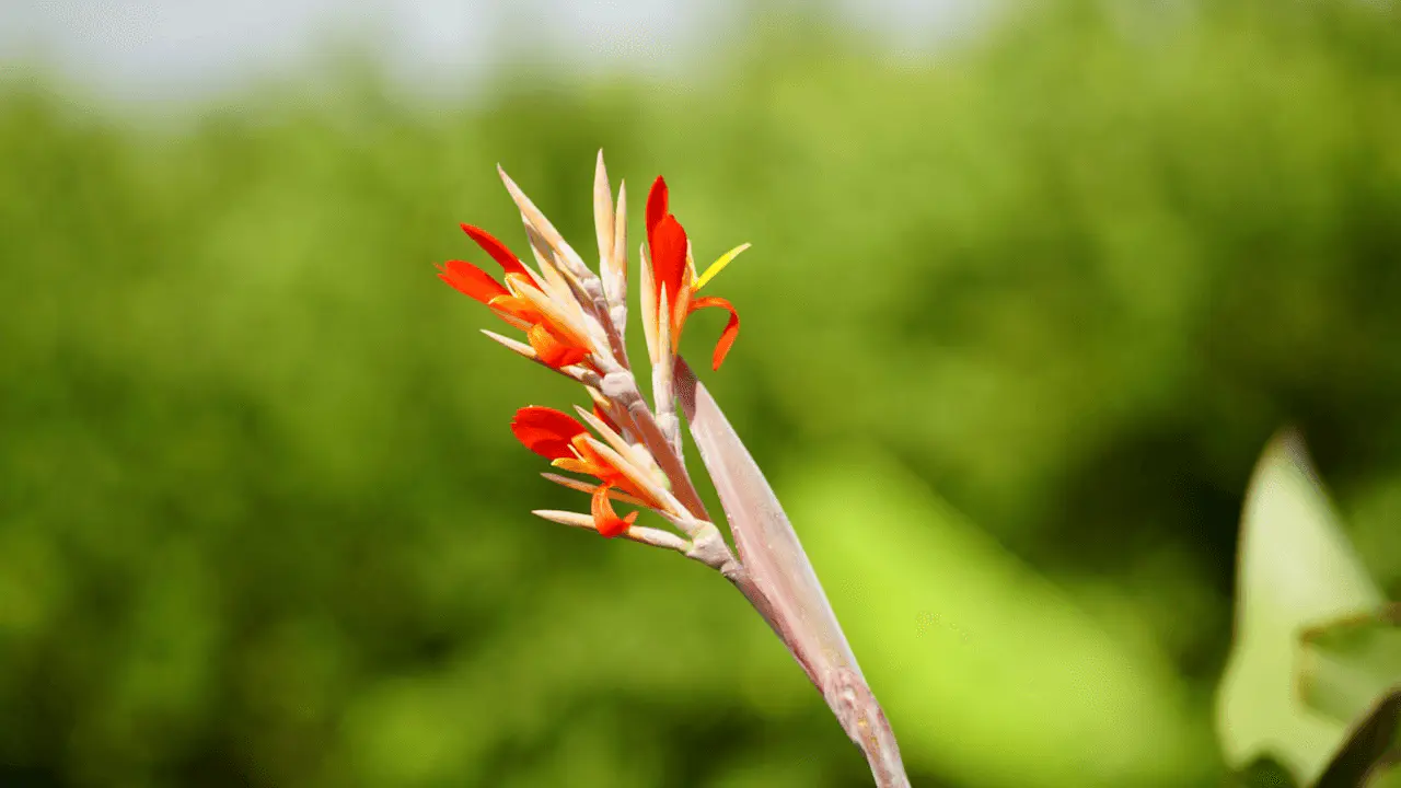 Cannas en fleur, vivace tropicale aux fleurs spectaculaires