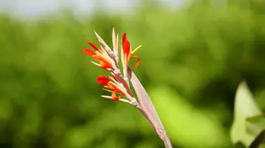 Cannas (Canna indica) en fleur, vivace tropicale aux fleurs spectaculaires.