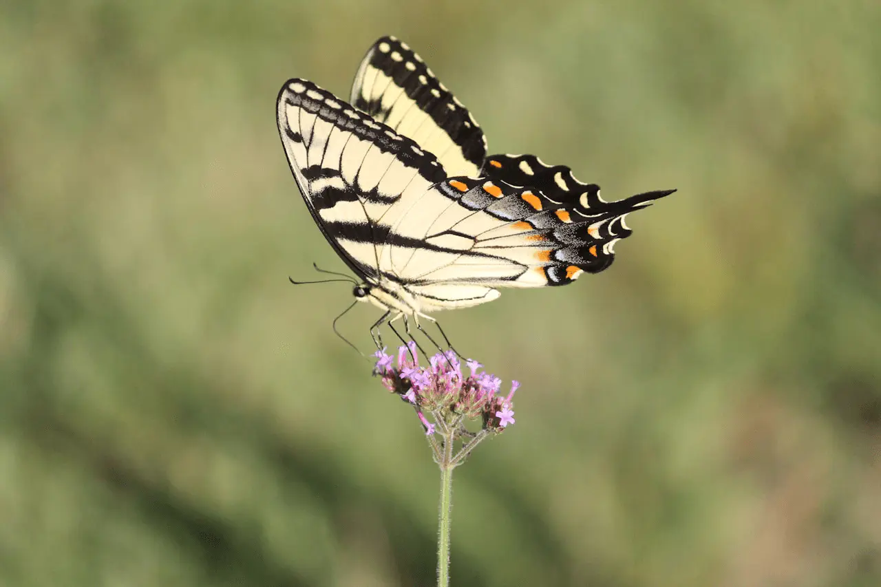 Verveine de Buenos Aires, ombelles violettes