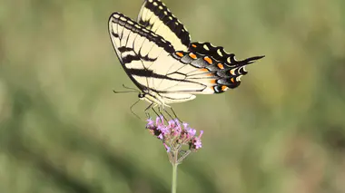 Verveine de Buenos Aires (Verbena bonariensis), ombelles violettes aériennes.