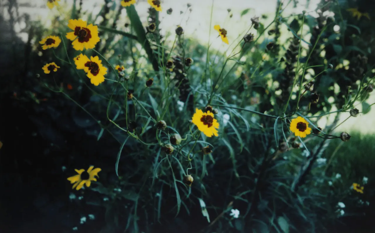 Coréopsis en fleur, capitules jaunes
