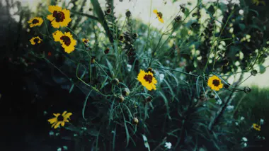 Coréopsis (Coreopsis), vivace astéracée à floraison estivale jaune.