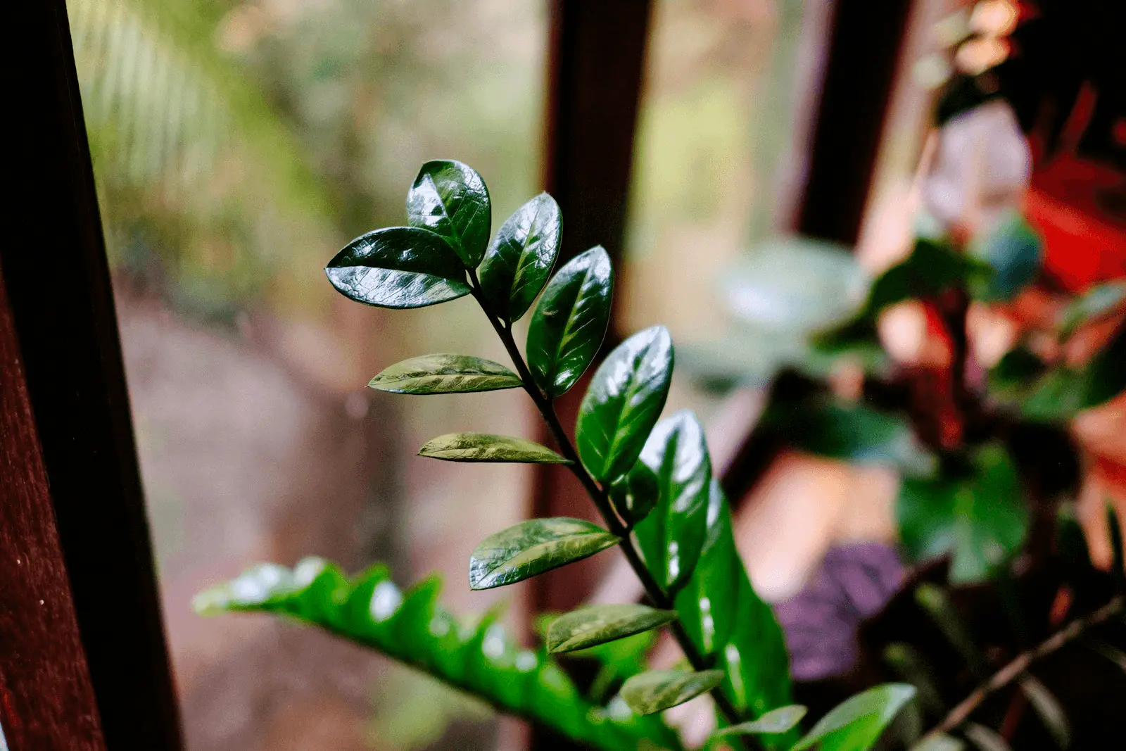 Fronde pinnée de Zamioculcas zamiifolia en gros plan, montrant les folioles cireuses et brillantes