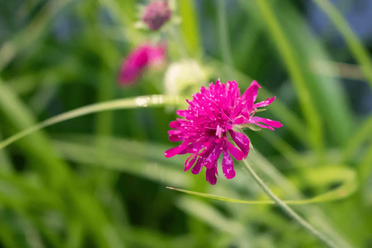Knautia macedonica en fleur, capitule pourpre fuchsia