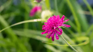 Knautia macedonica en fleur, capitule pourpre fuchsia, vivace mellifère.