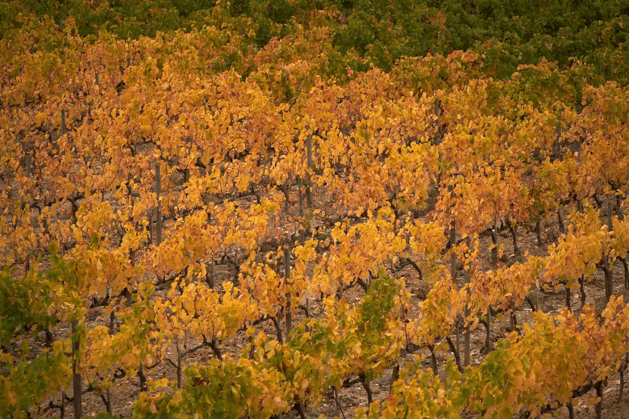 Vignes Vitis vinifera en automne, rangs de feuillages orange