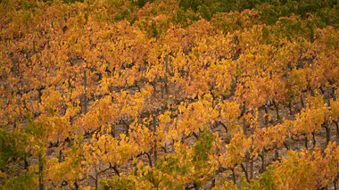 Vignes (Vitis vinifera) en automne, rangs de feuillages orange et jaune.