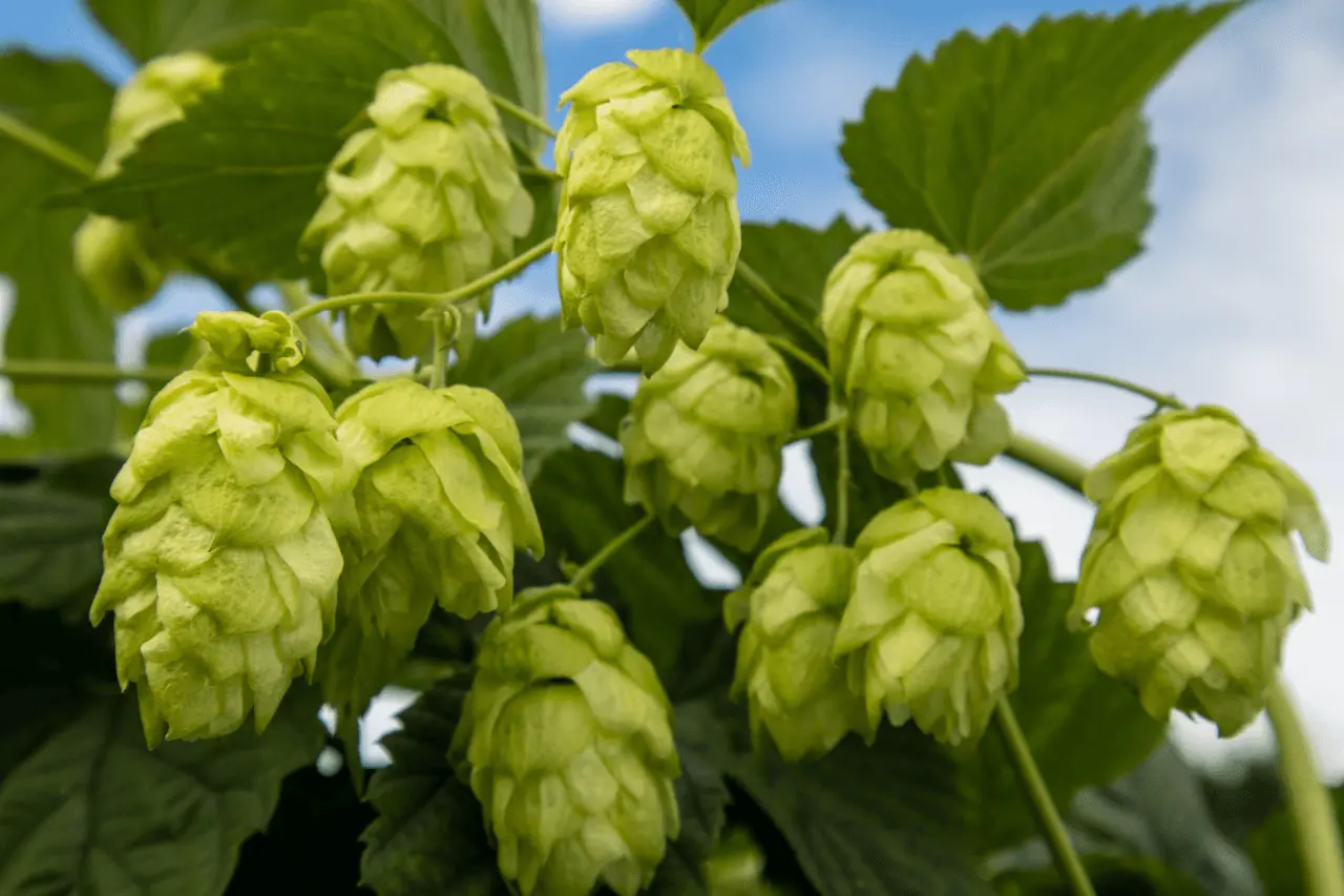 Cônes de houblon (Humulus lupulus) sur grimpante