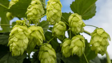 Houblon (Humulus lupulus), cônes femelles vert clair sur grimpante, plante brassicole.