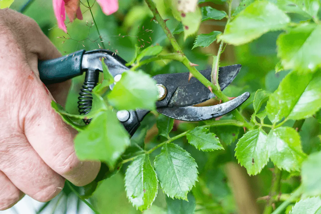 Sécateur taillant une branche de rosier en plein été