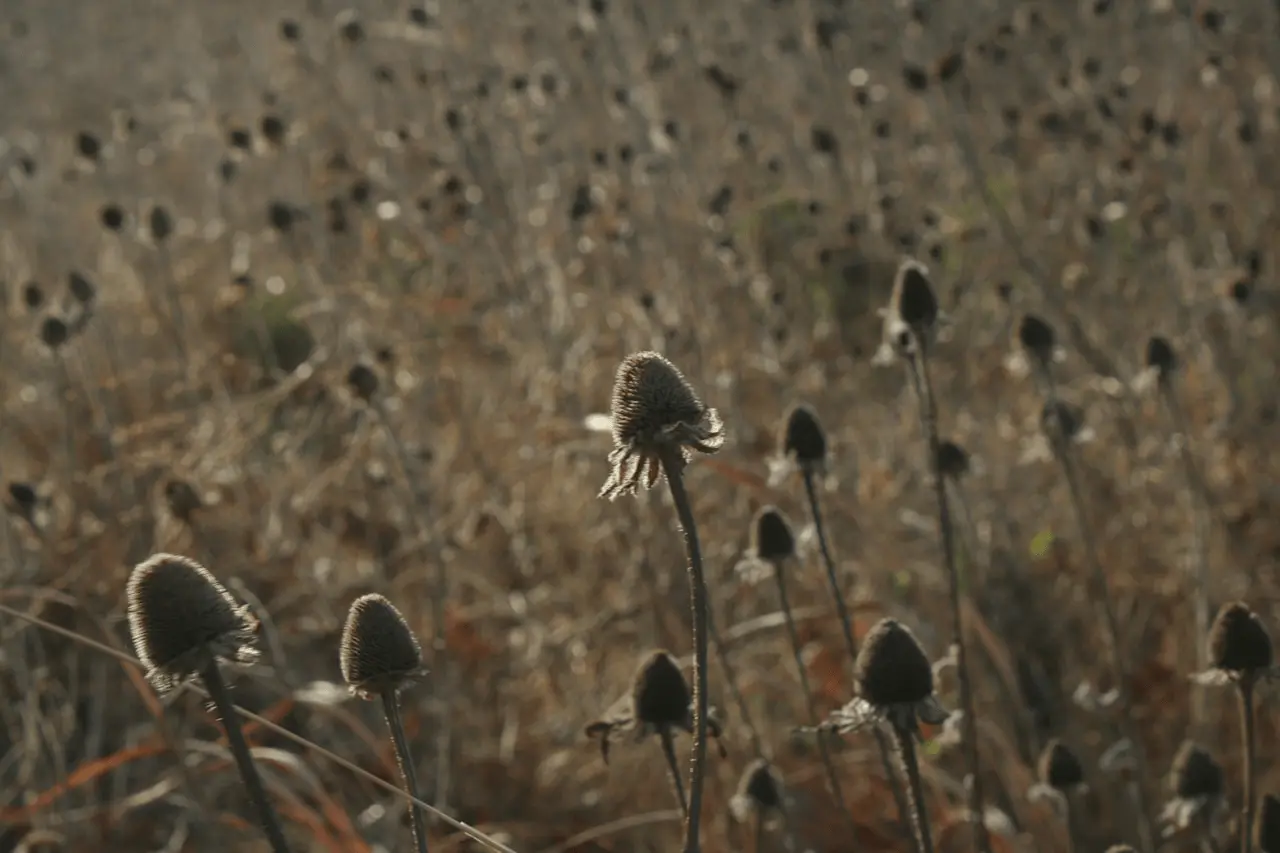 Capitules d'échinacée séchés en automne