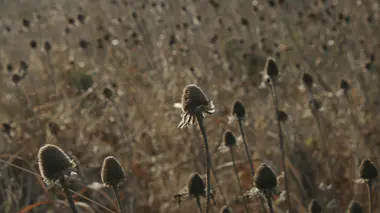 Capitules d'échinacée séchés en automne, prêts pour récolte de graines.