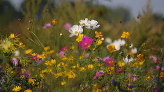 Prairie fleurie mellifère avec cosmos et fleurs sauvages, biodiversité au jardin.