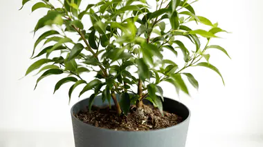 Ficus benjamina en pot, feuilles lancéolées brillantes vert clair, port retombant typique.