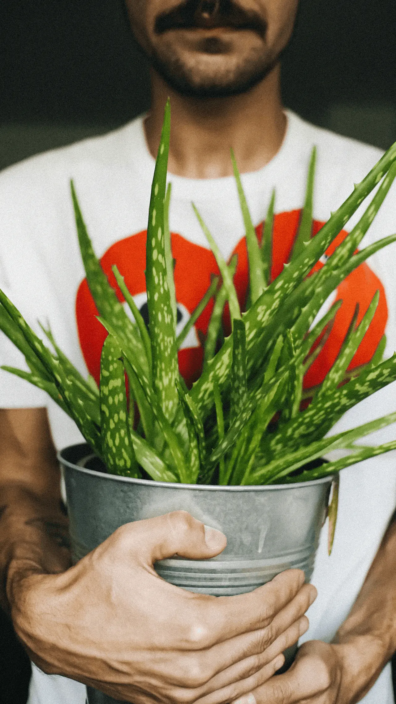 Plante d'aloe vera avec feuilles charnues en rosette