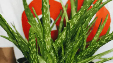 Aloe vera (Aloe barbadensis) en pot, feuilles charnues vert moyen mouchetées.