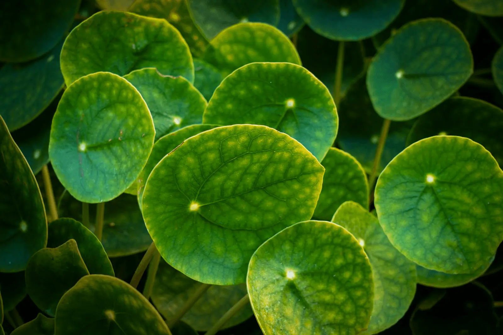 Pilea peperomioides, feuilles rondes et charnues avec point central caractéristique