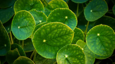 Feuilles rondes et charnues du Pilea peperomioides (plante à monnaie chinoise), avec leur point central pâle caractéristique