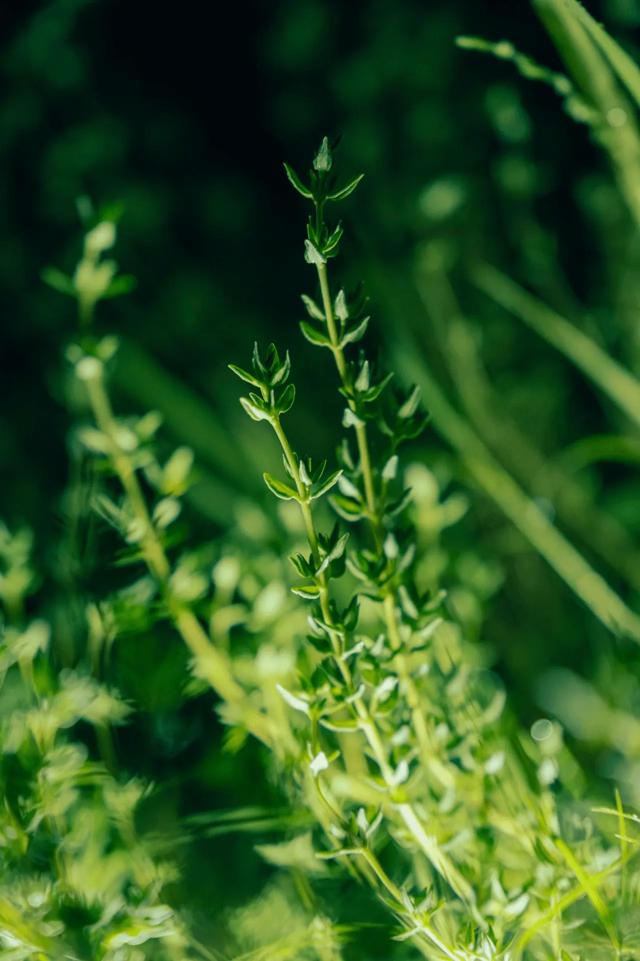 Thym (Thymus vulgaris), petites feuilles aciculaires