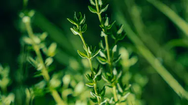 Thym (Thymus vulgaris) en plein soleil, petites feuilles aciculaires sur tiges ligneuses fines.