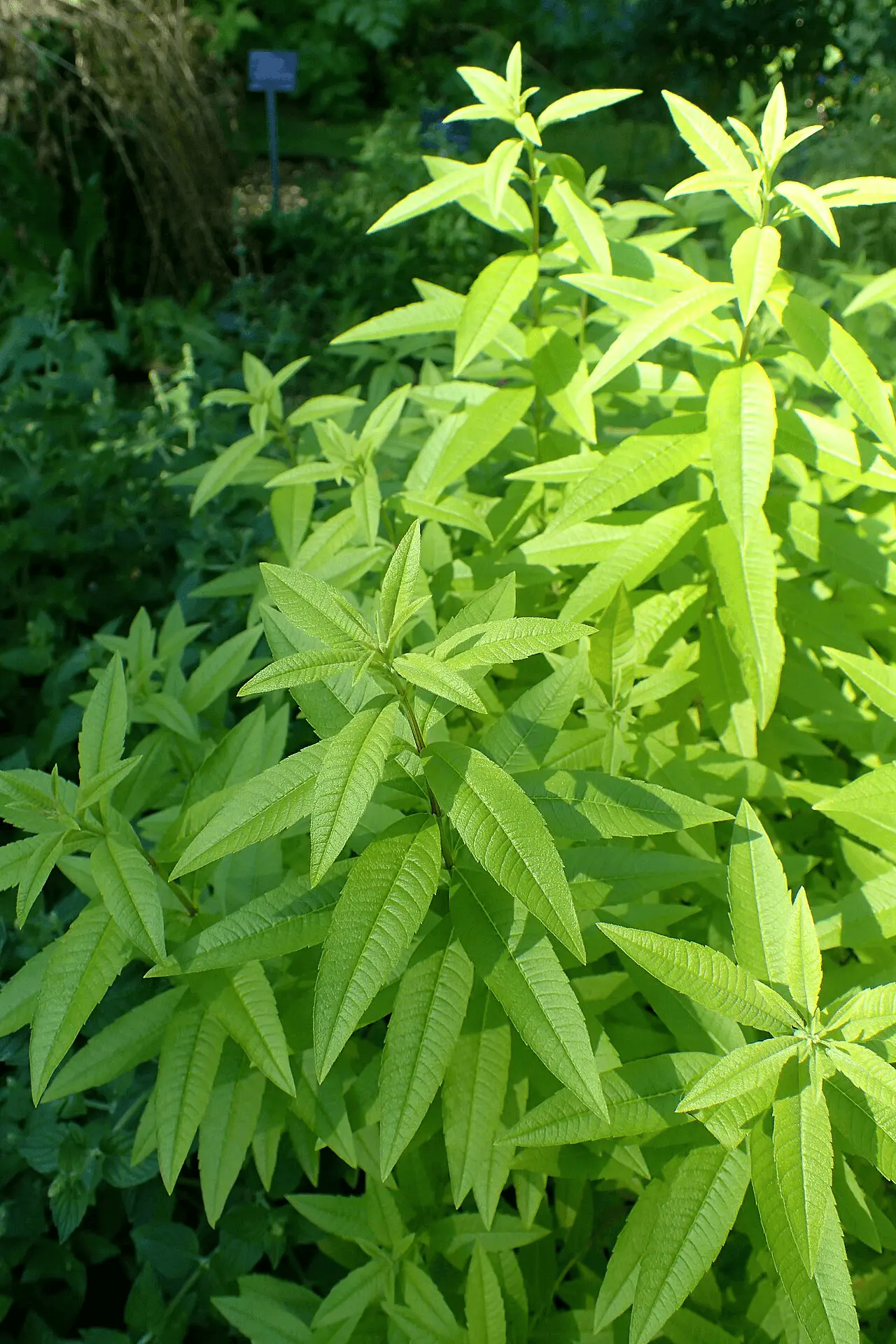 Verveine citronnelle (Aloysia citriodora) en jardin