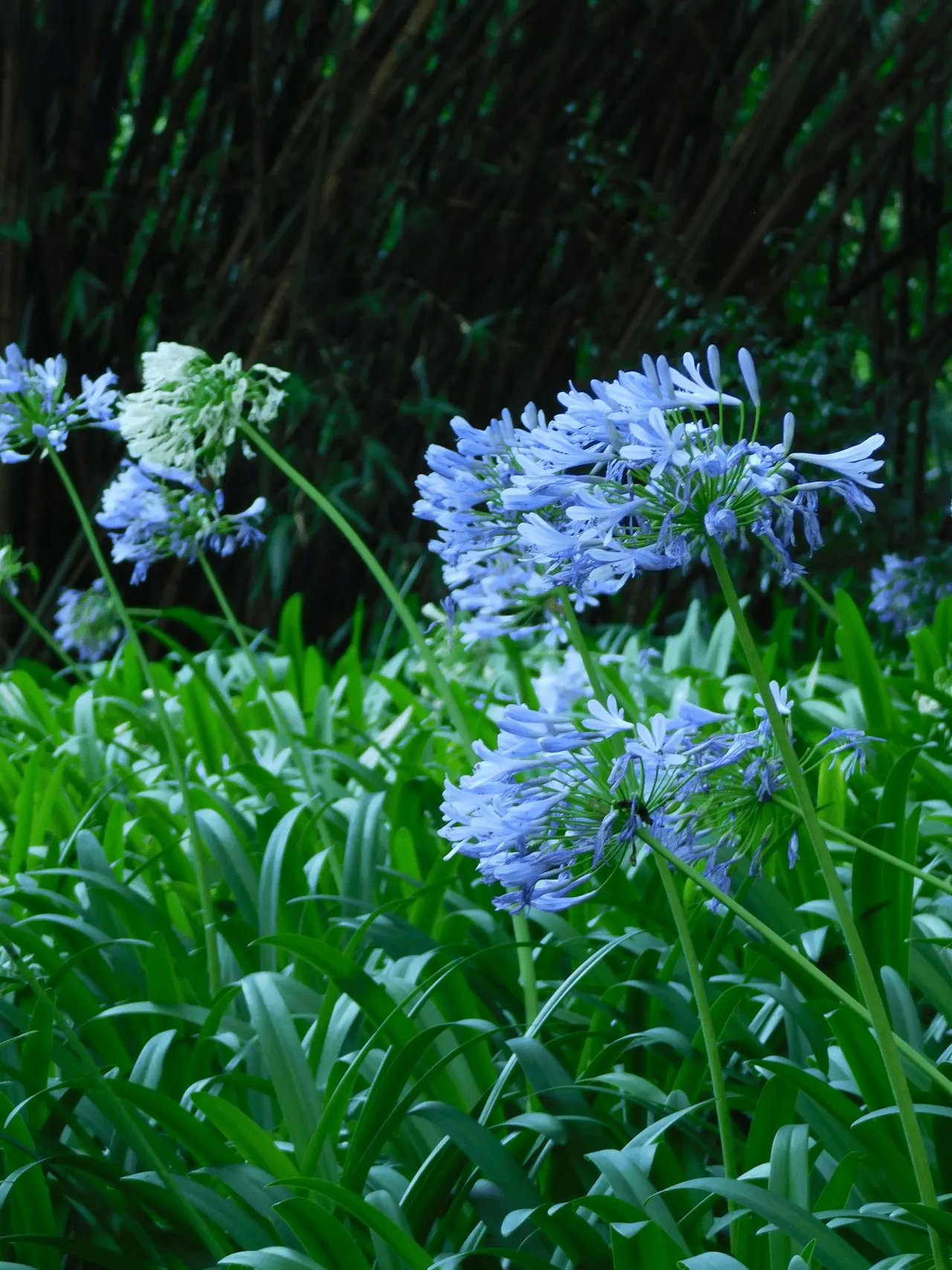 Agapanthe (Agapanthus africanus) en fleur, ombelles bleu clair