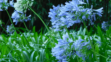 Agapanthe (Agapanthus africanus) en fleur, ombelles bleu clair caractéristiques.