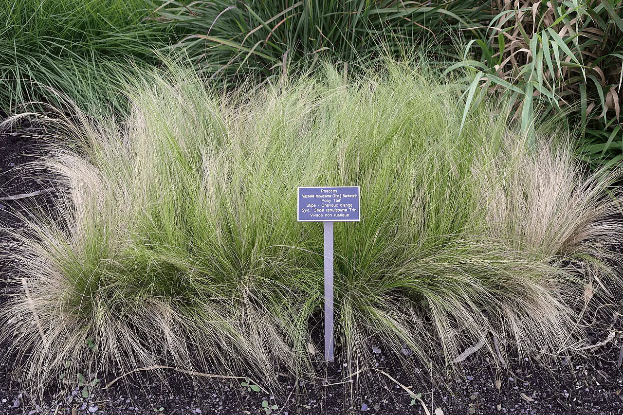 Stipa tenuissima (Nassella tenuissima), graminée à feuillage très fin