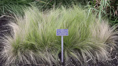 Stipa tenuissima (Nassella tenuissima) 'Pony Tail', graminée aérienne au feuillage très fin et soyeux.