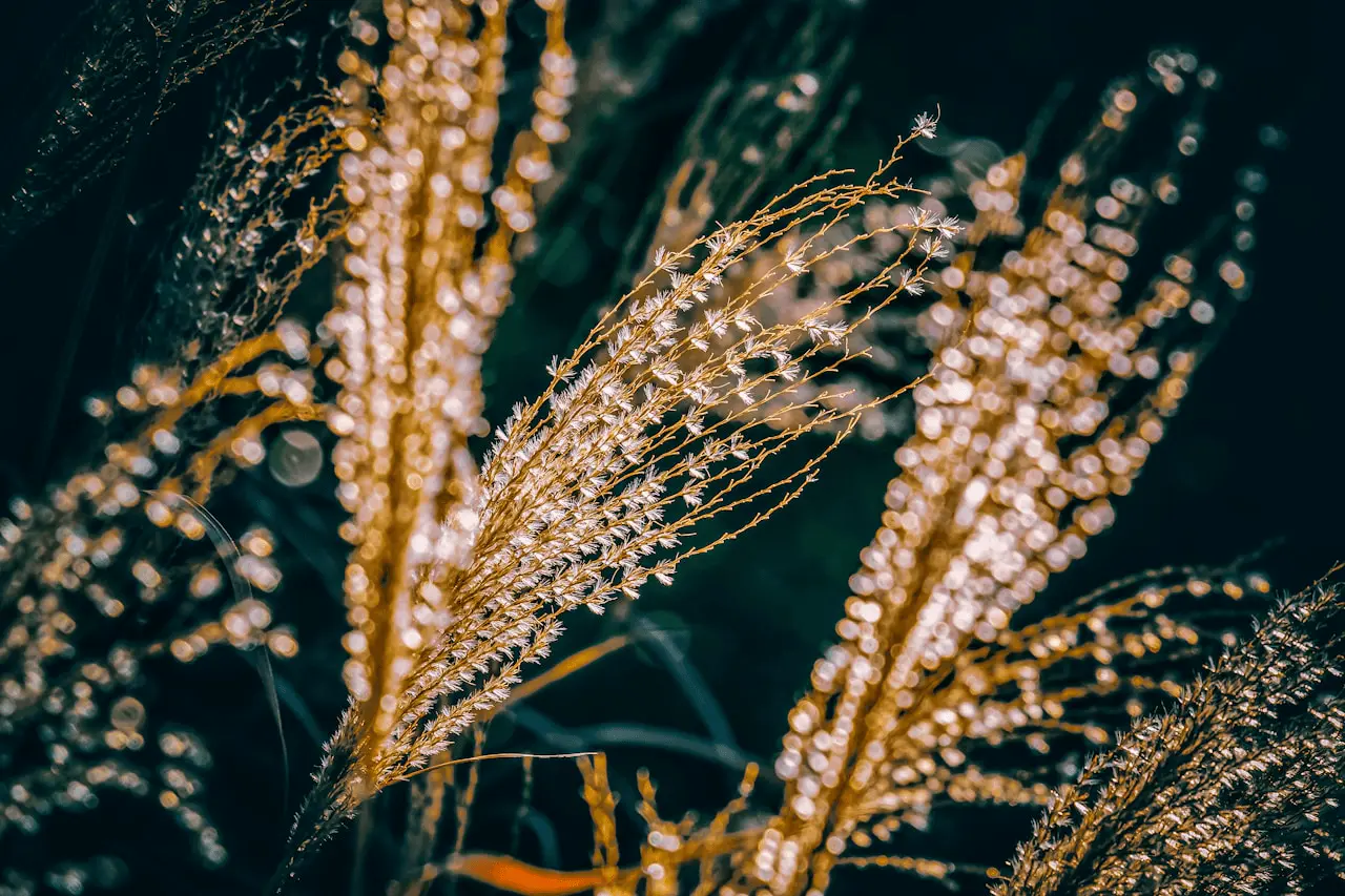 Miscanthus sinensis en fleur, plumets dorés contre lumière