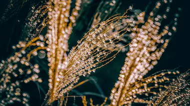 Miscanthus sinensis en fleur, plumets dorés contre lumière, graminée structurante d'automne.