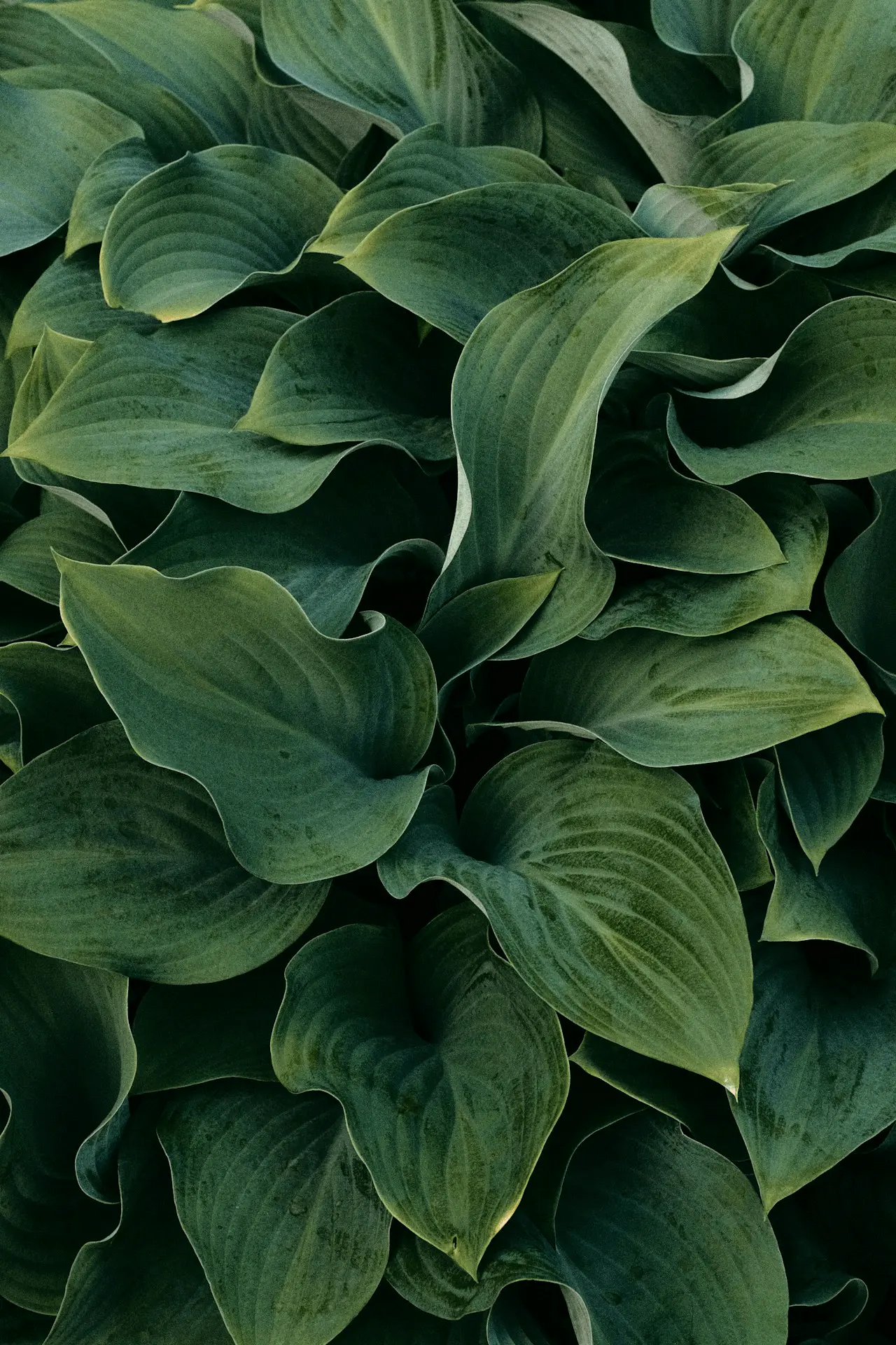 Touffe de Hosta au feuillage nervuré vert, vivace de feuillage pour l’ombre