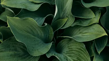 Hosta en touffe dense, feuilles cordiformes-elliptiques aux nervures parallèles longitudinales typiques.