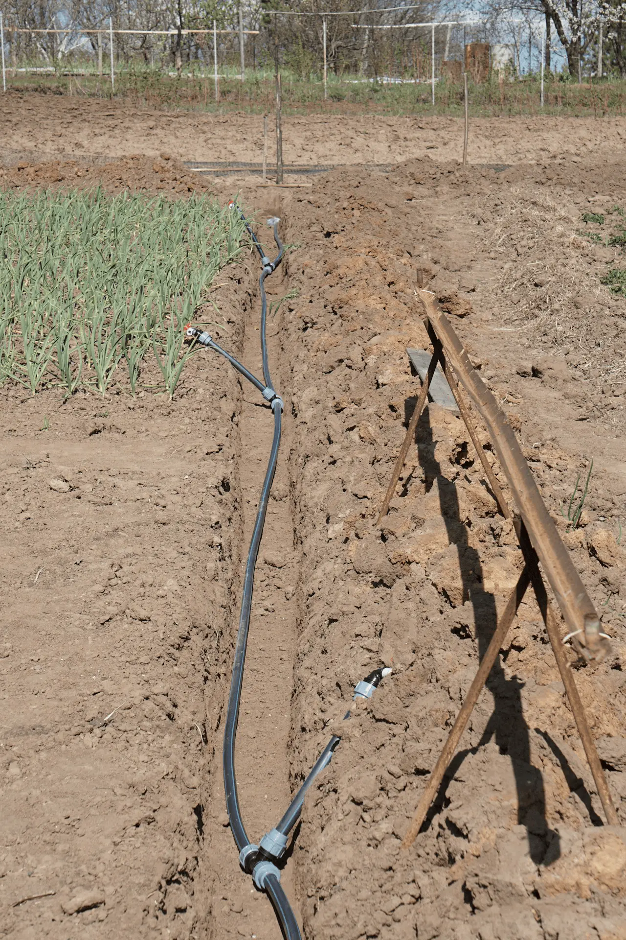Système de goutte-à-goutte serpentant entre des rangs de légumes au potager