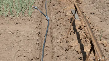 Tuyaux de goutte-à-goutte installés en tranchée le long de rangs de poireaux.