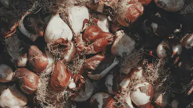 Tas de bulbes de tulipes avec racines sèches, prêts pour la plantation d'automne.