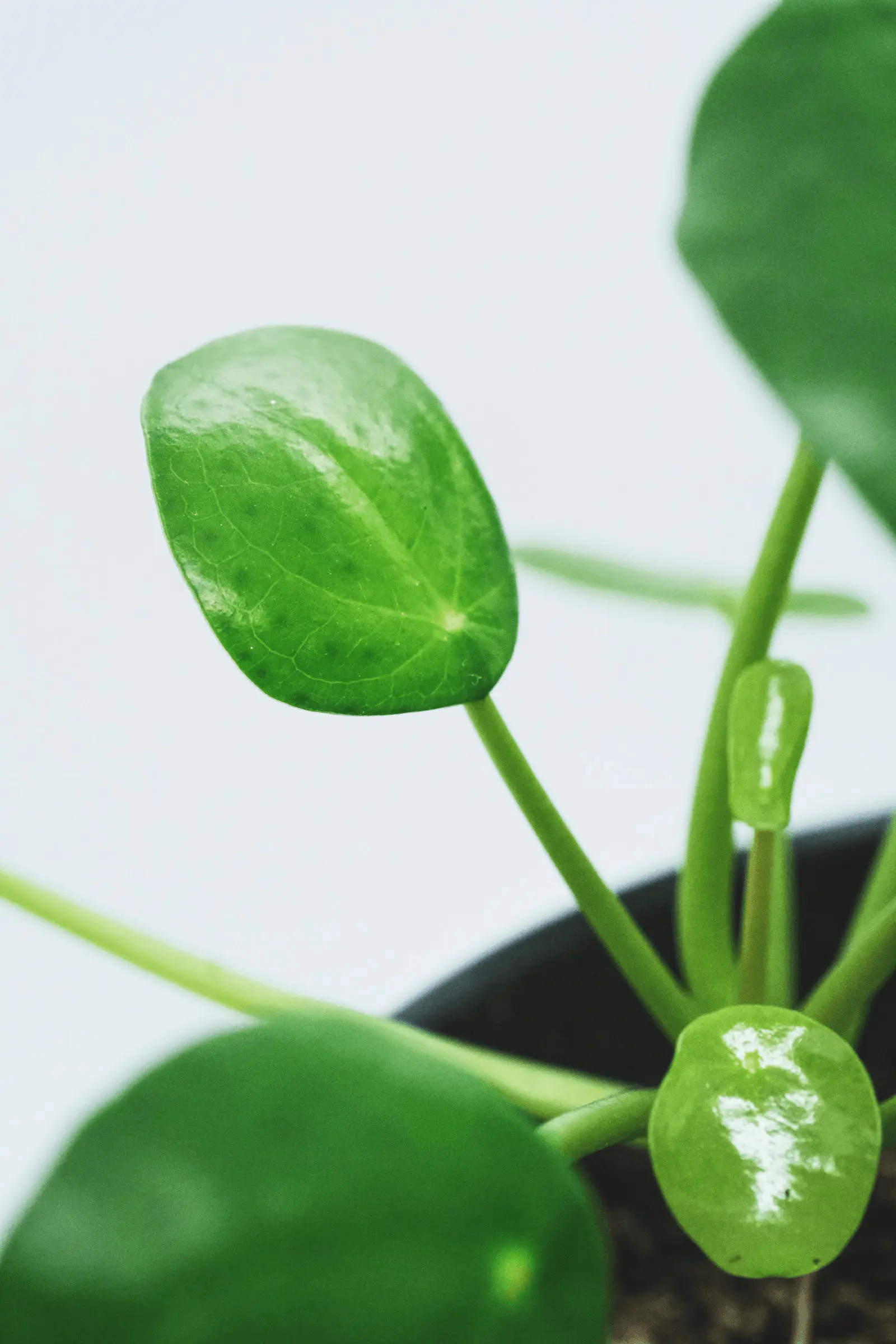 Jeune Pilea peperomioides en pot, feuilles rondes caractéristiques