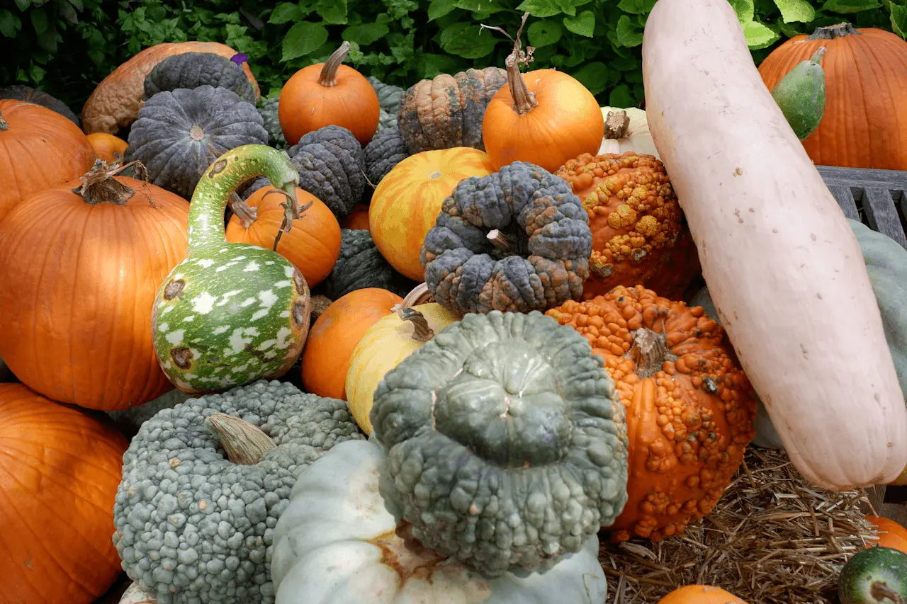 Récolte abondante de courges et potirons en fin d’été et début d’automne