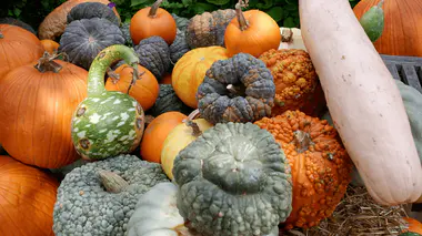 Récolte abondante de courges et potirons en fin d'été, début d'automne.